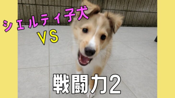 【シェルティ子犬　2カ月】かわいい子犬の闘い　おもちゃ大好き