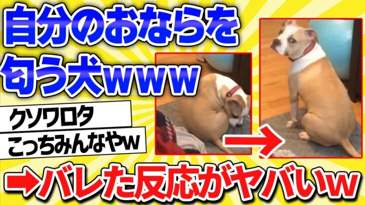 【2chおもしろ犬】自分のおならを匂う瞬間がバレる犬ｗｗｗ