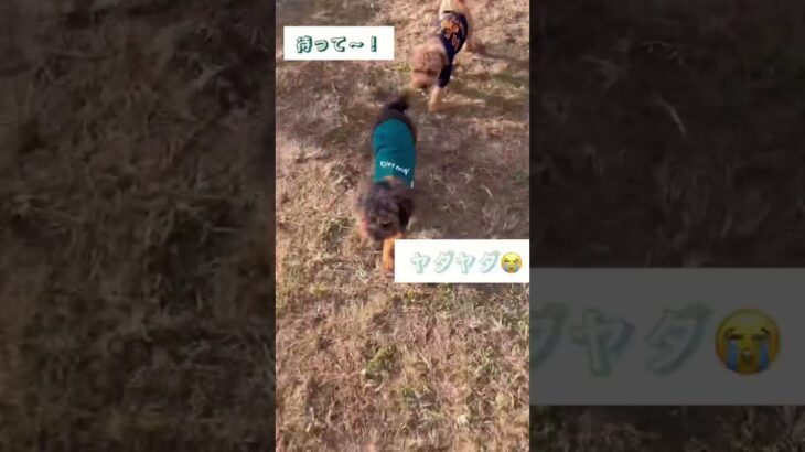 追いかけられる犬【びびりの珠泉くん】　　#dog #short #かわいい #おもしろ #愛犬