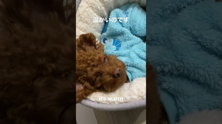 #犬　#いぬ#dog #toypoodle #shorts #youtubeshorts #トイプードル #子犬 #かわいい　#shortvideo