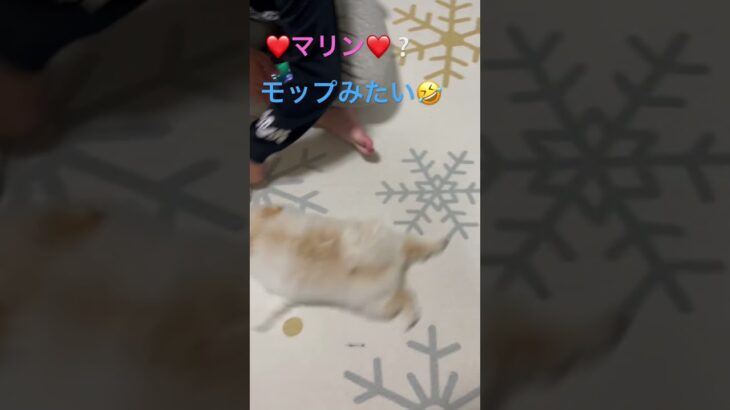 癒し　可愛い❤️マリン❤️（ポメラニアン）モップ？🤣博美犬　　pomeranian