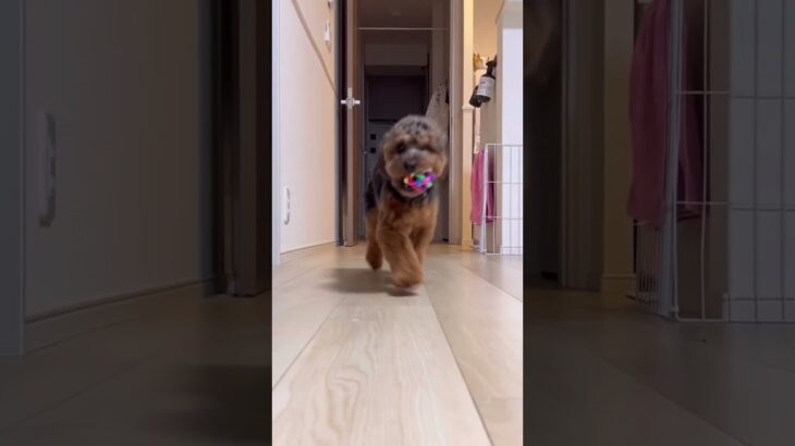 【飼い主目線】ボール遊びが好きすぎる犬🤣🤣#short #dog #かわいい #おもしろ #animals #cute