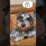 母さんに愛の確認をされる犬#癒し動画犬 #short #shorts #いぬ #シュナウザー #いぬのいる生活 #可愛い犬の動画