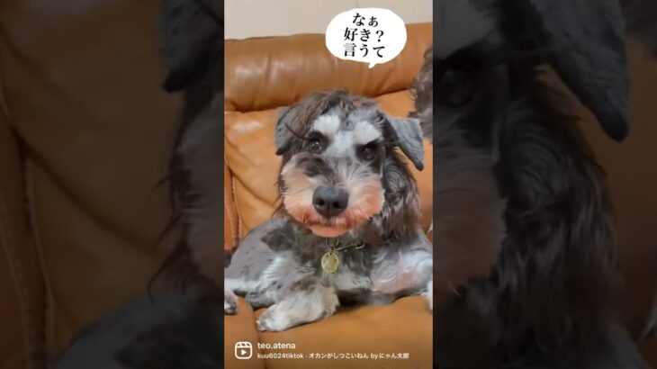 母さんに愛の確認をされる犬#癒し動画犬 #short #shorts #いぬ #シュナウザー #いぬのいる生活 #可愛い犬の動画