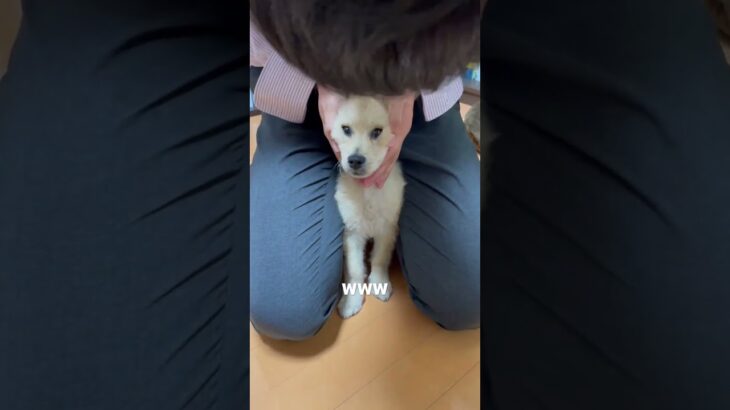 【子犬】仕事帰りの飼い主に好き勝手もてあそばれる犬　#shorts #マルプー #パピー #子犬 #アザラシ犬 #癒し #dog #変顔