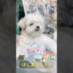 【きゅんです❣️】待て！のお顔が愛おしすぎる！チワマルアッシュ！#shorts #dog #犬 #癒し