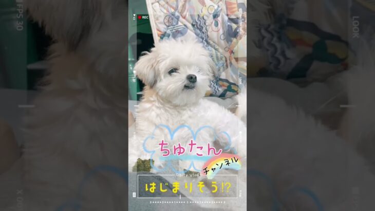 【きゅんです❣️】待て！のお顔が愛おしすぎる！チワマルアッシュ！#shorts #dog #犬 #癒し