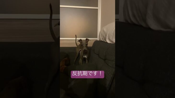 反抗期なイッヌ! #shorts #dog  #short #pets #犬 #子犬 #かわいい #癒し #funny #cute #イタグレ#italiangreyhound