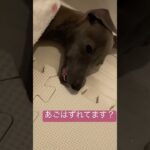 疲れすぎてぐったりイッヌ#shorts #dog  #short #pets #犬 #子犬 #かわいい #癒し #funny #cute #イタグレ#italiangreyhound