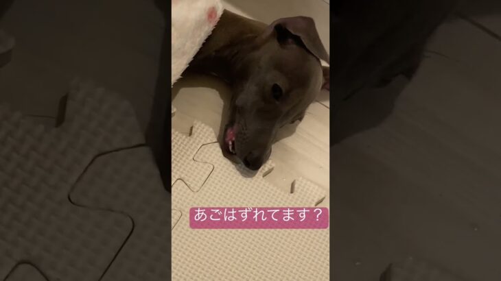 疲れすぎてぐったりイッヌ#shorts #dog  #short #pets #犬 #子犬 #かわいい #癒し #funny #cute #イタグレ#italiangreyhound