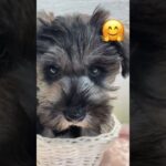 #ミニチュアシュナウザー #シュナウザー #子犬 #犬 #shorts #schnauzer #bts #music #smile #cute #happy #love #슈나우저 #かわいい