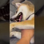 【犬かわいい】甘えたなかわいい柴犬のレオにとても癒されます♪#shorts #shibainu