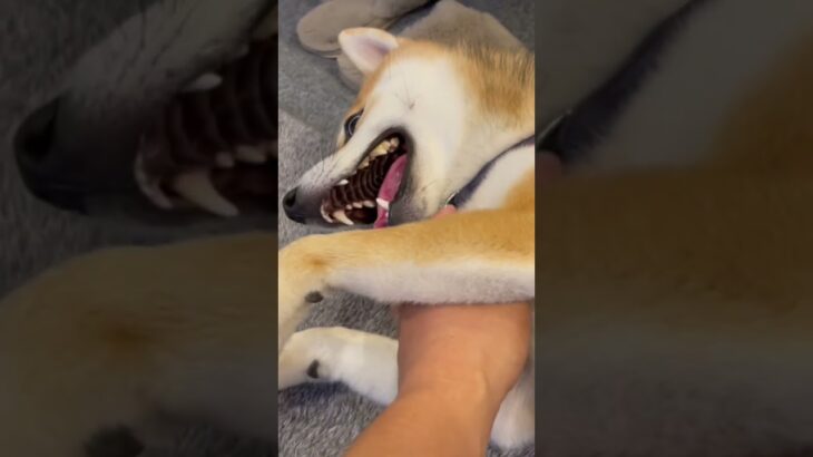 【犬かわいい】甘えたなかわいい柴犬のレオにとても癒されます♪#shorts #shibainu