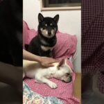 柴犬　フレンチブルドッグ　＃癒し　＃犬　#いぬとの暮らし  #いぬのいる生活