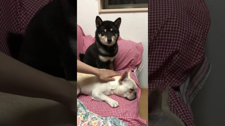 柴犬　フレンチブルドッグ　＃癒し　＃犬　#いぬとの暮らし  #いぬのいる生活