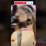 犬の全集中なめてた！！！これは賢い！！！