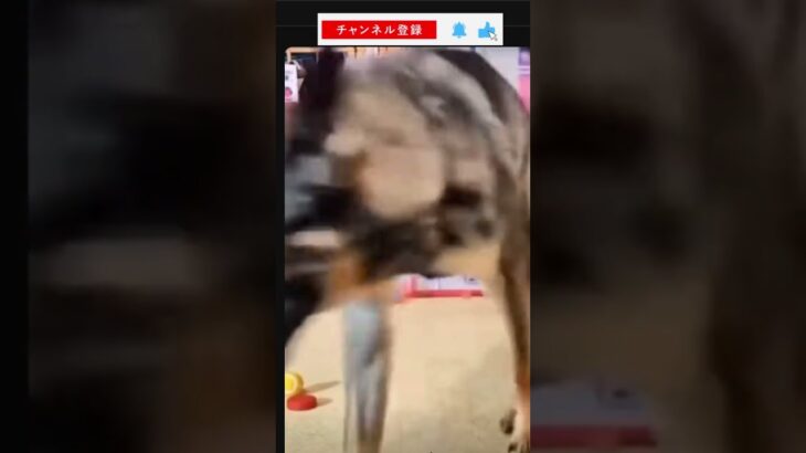 犬の全集中なめてた！！！これは賢い！！！