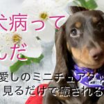 狂犬病って何？愛しのミニチュアダックス　ルイがまたも病院へ! 見るだけで癒される　子犬ルイの日記