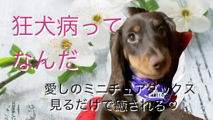 狂犬病って何？愛しのミニチュアダックス　ルイがまたも病院へ! 見るだけで癒される　子犬ルイの日記