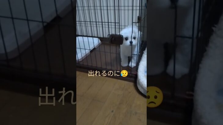 【ハプニング動画】出れるようにしてるのに出てこないラテ　#癒し　#まるぽめ　#マルポメ　#ポメマル　#ミックス犬　#かわいい　#ちいかわ