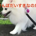 ももさんぽ　ポメラニアン　かわいい犬