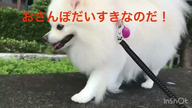 ももさんぽ　ポメラニアン　かわいい犬