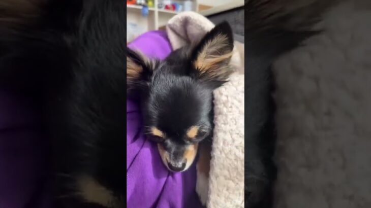 【子犬】寝ないように我慢するチワワがかわいい