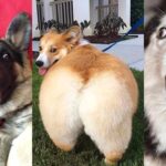 「絶対に笑う」あり得ないことをする犬★おもしろい犬のハプニング, 失敗画像集🐶