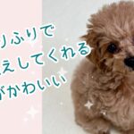 お尻ふりふりでお出迎えしてくれる子犬がかわいい