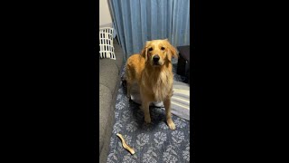 キレッキレのラジオ体操犬