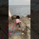 海風吹いたらイワトビペンギンな犬