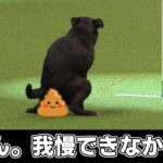 障害物レース中にウンチして失格した犬が可愛すぎる【アジリティ ハプニング おもしろ】