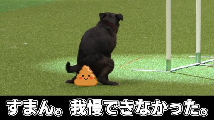 障害物レース中にウンチして失格した犬が可愛すぎる【アジリティ ハプニング おもしろ】