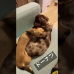 ドーナツ#ちまやま#チワックス#ダックス#愛犬#癒し犬#ふわもこ部#いぬすたぐらゆ