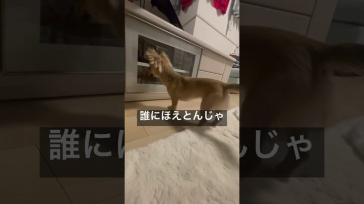 ほえる#ちまやま#チワックス#ダックス#癒し犬#ふわもこ部