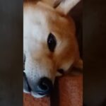 無の柴犬　#柴犬 #犬のいる暮らし #おもしろ動画犬