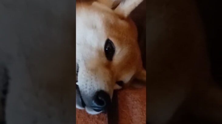 無の柴犬　#柴犬 #犬のいる暮らし #おもしろ動画犬