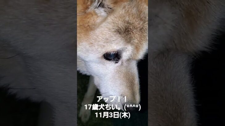 (シェア)アップ！！17歳犬ちい。(*^^*)11月3日(木)#ちい#雑種犬 #日常 #バズれ@17olddogchiivlog