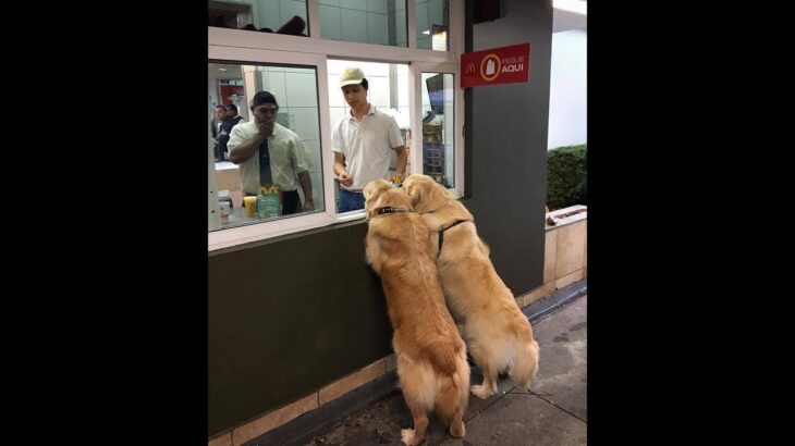 「絶対笑う」最高におもしろ犬,猫,動物のハプニング, 失敗画像集# 14