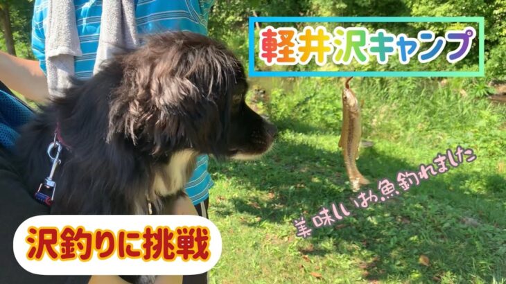 【狆とミニチュアダックスのMIX犬&保護猫】軽井沢キャンプに行った日
