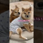 姉柴のことが好きすぎる子犬のかわいい行動　#Shorts