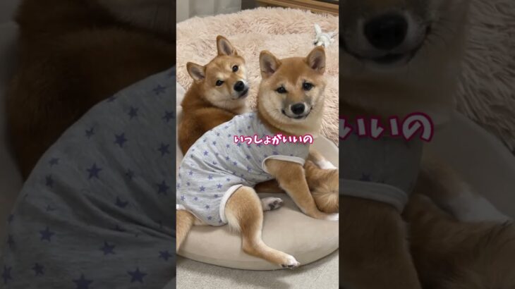 姉柴のことが好きすぎる子犬のかわいい行動　#Shorts