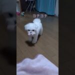 【かわいい動画】赤ちゃんのような大人のラテの足音どんなかな？　　　　　　dog like baby