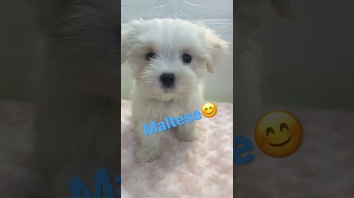 #マルチーズ #子犬 #maltese #puppy #dog #かわいい #twice #cute #new #귀엽다 #강아지 #강아지 #마르티즈 #いぬ #shorts #love #犬