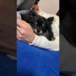 パーフェクト寝落ち#ポメラニアン #reelsinsta #博美犬 #pomeranianpuppy #かわいい動物 #puppyvideos #sleepy