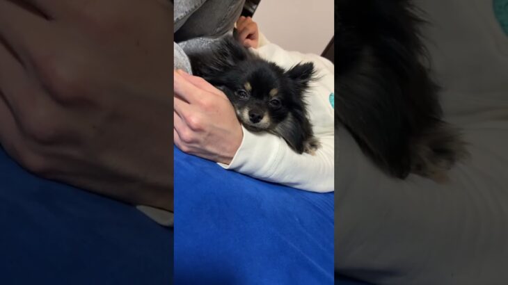 パーフェクト寝落ち#ポメラニアン #reelsinsta #博美犬 #pomeranianpuppy #かわいい動物 #puppyvideos #sleepy