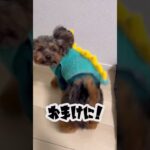 【short】フライングクルーン😵‍💫 #short #cute #dog #おもしろ #animals #tiktok #犬 #愛犬 #love