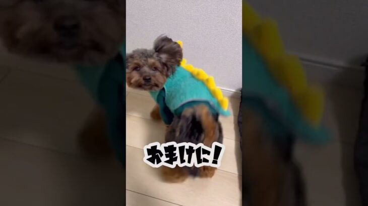 【short】フライングクルーン😵‍💫 #short #cute #dog #おもしろ #animals #tiktok #犬 #愛犬 #love