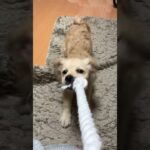 頑張って引っ張るも足元がおぼつかない犬#子犬 #shorts #癒し #dog