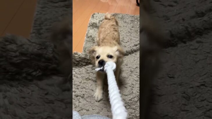 頑張って引っ張るも足元がおぼつかない犬#子犬 #shorts #癒し #dog